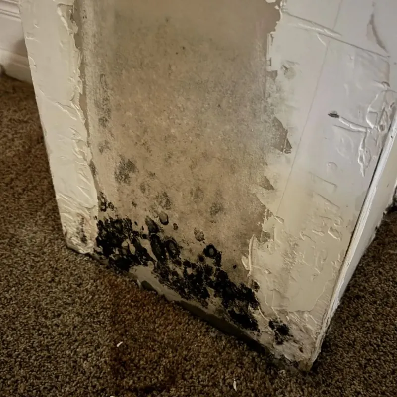 Professional Mold Removal in Canton, NY